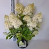 Hydrangea Paniculata 'Phantom' 5 L Topf 40-80 - Produktbild-Vorschau 2