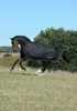 A horse wearing a black turnout blanket is running in a grassy field with trees in the background. Produktbild-Vorschau