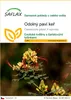 SAFLAX - Odolný paví keř - Caesalpinia gillesii X spinosa - Náhled obrázku produktu 1