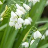 Nivéole d'été - Set de 20 - Leucojum aestivum - Bulbes à Voir les images du produit 3