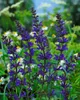 Salvia pratensis, Wiesensalbei, violett, ca. 9x9 cm Topf Produktbild-Vorschau 6