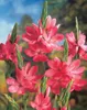 Bloomique - Zestaw 3 szt. - Schizostylis Mrs Hegarty - Podgląd zdjęcia produktu 2