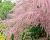 Kleinblütige Tamariske, 20-30 cm, Cont. 2,5 l Produktbild-Vorschau 2