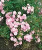 Bodendeckerrose The Fairy C 15- 20 Produktbild-Vorschau 10