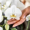 Kolibri Orchids COMBI DEAL von 2 weißen Produktbild-Vorschau 4