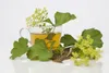 Foeniculum vulgare, Fenchel, aromatisch, ca. 9x9 cm Topf Produktbild-Vorschau 9