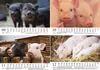 Schweinchenzauber DIN A5 Tischkalender für 2027 Schweine Produktbild-Vorschau 4