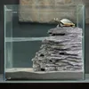 Resun Filtro decorativo per tartarughe 400 - Isola e filtro Anteprima dell’immagine prodotto 2