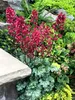 Stauden Gänge 3 x Heuchera Hybride 'Paris' im 1 Liter Topf Produktbild-Vorschau 5