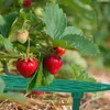 Relaxdays Griglia per fragole, 6 pezzi, protezione contro Anteprima dell’immagine prodotto 5