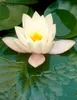 Bloomique - Nymphaea Marliacea Albida - Grzybienie wodne - Podgląd zdjęcia produktu 3
