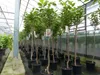 Kaki Baum 160-180 cm Sorte "Rojo Brilliante" Kakipflaume Produktbild-Vorschau 7