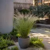 Federgras - 9 Stk - Stipa tenuifolia 'Pony Tails' - Höhe Produktbild-Vorschau 4