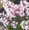 Lillà nano Lillà profumato Syringa meyeri - Palibin - viola Anteprima dell’immagine prodotto 2