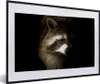 MuchoWow® Gerahmtes Poster Waschbär - Wilde Tiere - Schwarz Produktbild-Vorschau 1