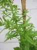 Epazote - Mexikanischer Traubentee - Chenopodium Produktbild-Vorschau 3