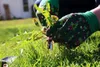 Rasensamen Dürreresistenter Grassamen Rasen Gras Saatgut Produktbild-Vorschau 3