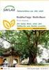 SAFLAX - Buddha-Feige / Bodhi-Baum - Ficus religiosa - 100 Produktbild-Vorschau 1