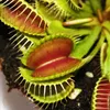 Venusfliegenfalle - Dionaea muscipula - 9cm Topf Produktbild-Vorschau 2
