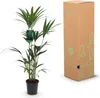 Howea Forsteriana (palmier Kentia) - Grande plante Voir les images du produit 5