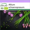 SAFLAX - Bio - Szczypiorek - 250 Nasiona - Allium Podgląd zdjęcia produktu 10