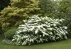 Viburnum plicatum 'Summer Snowflake', Japanischer Produktbild-Vorschau 7