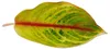 Aglaonema Rose Parakeet – pestrofarebné stonkové výhonky – Náhľad obrázku produktu 2