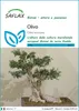 SAFLAX  - Olivo - 20 semi - Olea Anteprima dell’immagine prodotto 1