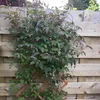 A climbing plant with green leaves and small white buds is growing on a wooden fence. Produktbild-Vorschau