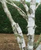 Betula utilis, Himalaya-Birke, 100–150 cm Produktbild-Vorschau 7