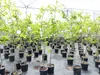 Esskastanie Castanea sativa 180 cm  Kastanie Kastanienbaum Produktbild-Vorschau 4