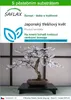 SAFLAX - Japonský třešňový květ - Prunus serulata - 30 Náhled obrázku produktu 1