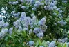 Ceanothus impr. 'Victoria' - Victoria 50- 60 cm Kontajner Náhľad obrázku produktu 1
