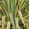 Palmlilie ´BRIGHT EDGE´ 30-40 cm, Cont. 2,5 l Produktbild-Vorschau 10