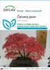 SAFLAX - červený javor - Acer rubrum - 20 Semená Náhľad obrázku produktu 1