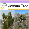 SAFLAX - Joshua Tree - 10 Nasiona - Yucca brevifolia Podgląd zdjęcia produktu 10
