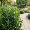 Green boutiQ - 40x Euonymus japonica Green Spire - Produktbild-Vorschau 4