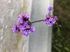 A close-up of purple flowers on a stem, with a textured gray background. Podgląd zdjęcia produktu