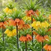 Kaiserkronen Knollen Mehrjährig - Fritillaria Imperialis Produktbild-Vorschau 1