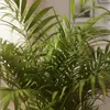 Bloomique - Chamaedorea Elegans - Palmier d'intérieur - Voir les images du produit 3