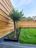 Wovar - Bordure de jardin en acier noir 16 x 106 cm Voir les images du produit 5
