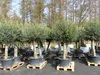 2x Olivenbaum Olive "60 Jahre" 200 - 240 cm, beste Produktbild-Vorschau 5