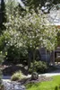 Viburnum burkwoodii, Duft-Schneeball, immergrün, 60–80 cm Produktbild-Vorschau 2