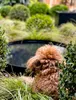 Wasserschale / Wasserspiegel Rund 80, Gartendekoration für Produktbild-Vorschau 5