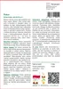 SAFLAX - Piołun - 500 Nasiona - Artemisia absinthum Podgląd zdjęcia produktu 3