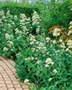 Rote Spornblume Albus, im Topf - Centranthus ruber Produktbild-Vorschau 2