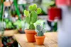 Gardners Opuntia, průměr 6 cm Náhled obrázku produktu 2