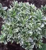 Japanischer Spindelstrauch ´MICROPHYLLUS ALBOVARIEGATUS´ Produktbild-Vorschau 2