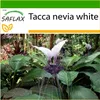 SAFLAX - Nepálsky obri - netopier kvet - Tacca nevia white Náhľad obrázku produktu 5