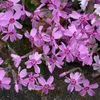 6 x koberec plaménka  - Phlox subulata 'Moerheimii'  | Náhled obrázku produktu 1